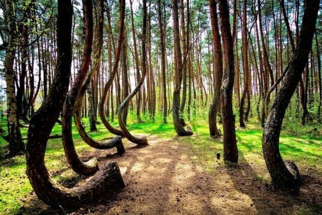 Загадка природи: 'Кривий ліс' у Польщі спантеличив розуми з усього світу