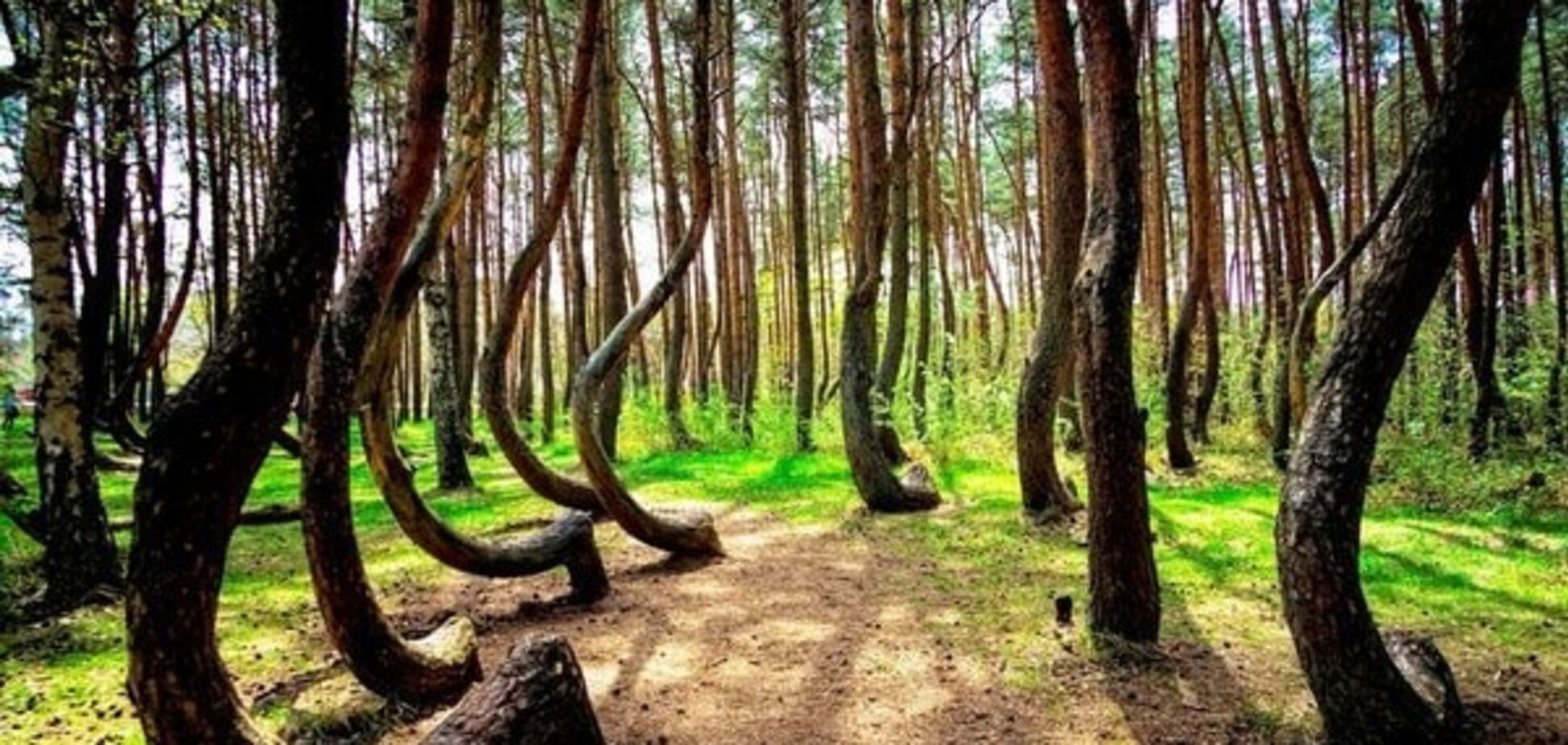 Загадка природы: 'Кривой лес' в Польше озадачил умы всего мира