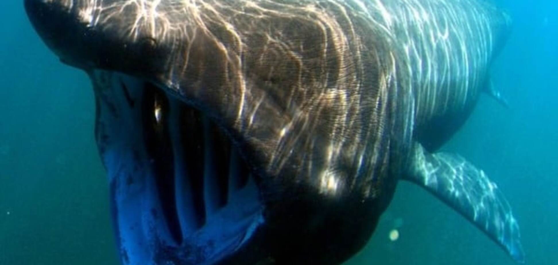 Смертельный страх: безобидные животные, которые вызывают ужас у людей