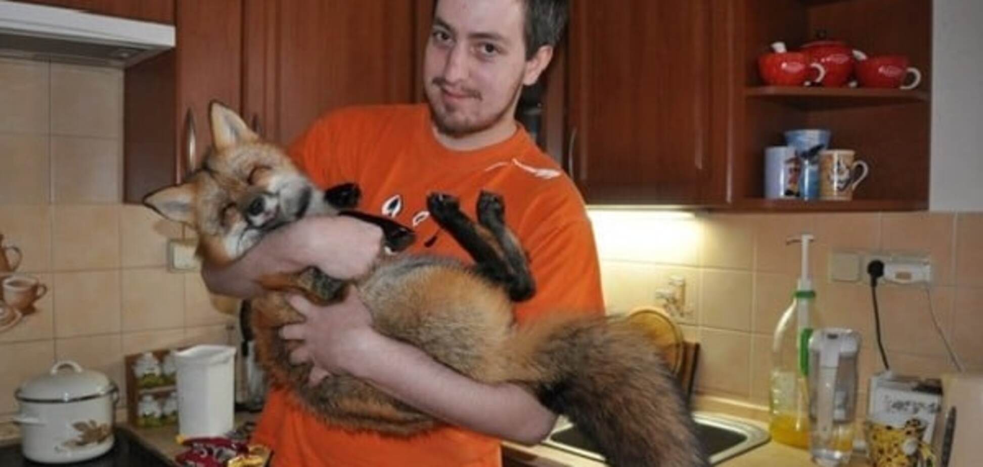Парень спас лису от верной гибели и вырастил ее: фото рыжей красавицы