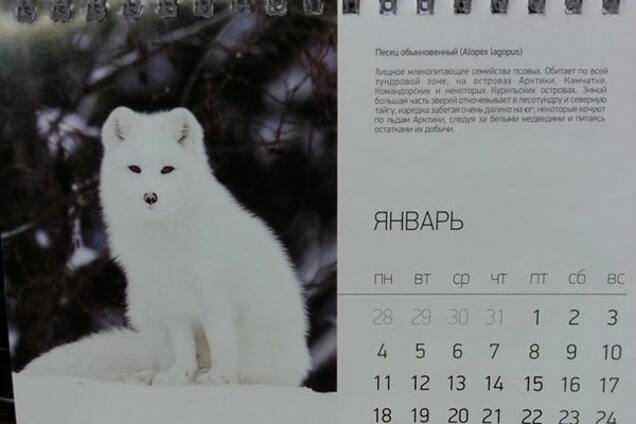 Всем песец: российским госслужащим раздали календари с намеком