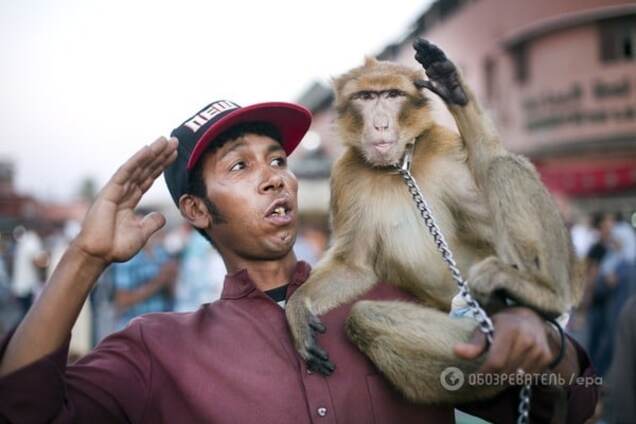 Ученые доказали существования общего предка человека и обезьяны