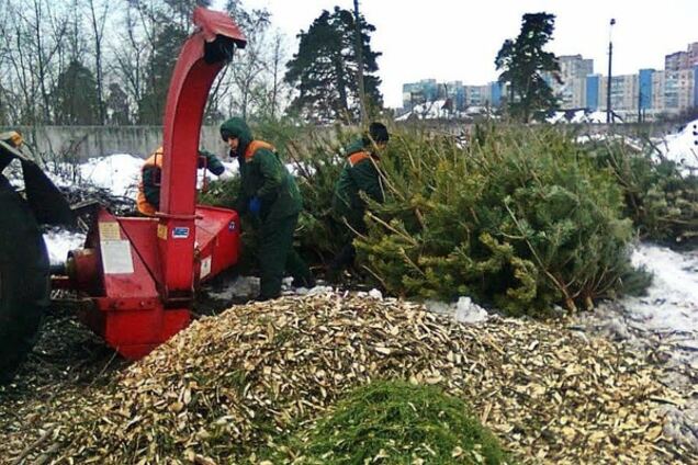 Не выбрасывайте: в Киеве открылись пункты приема новогодних елок