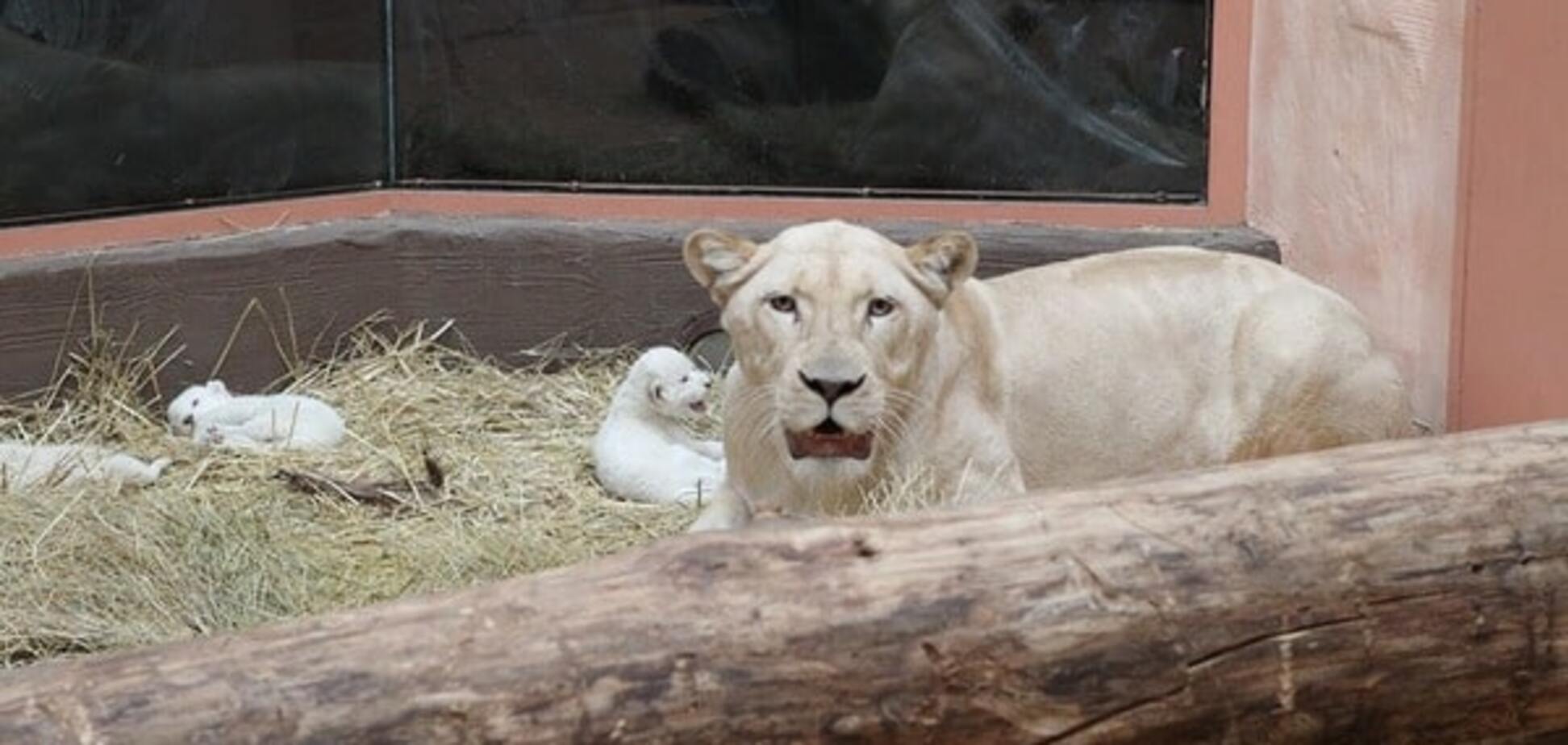 В зоопарке под Киевом необычно назвали новорожденных львят