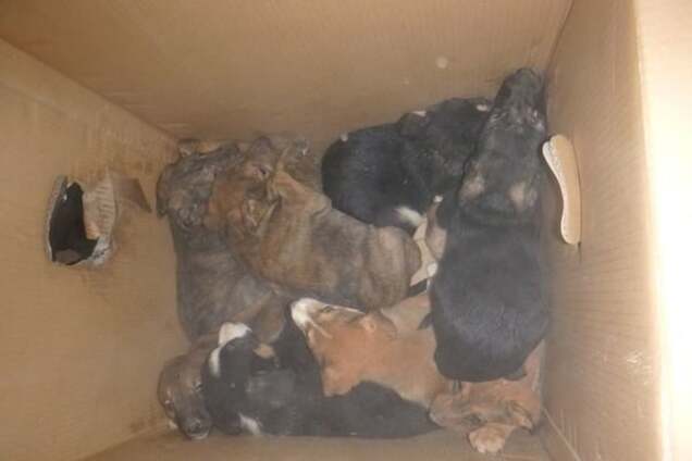 Киевские спасатели вытянули 12 щенков из смертельной ловушки