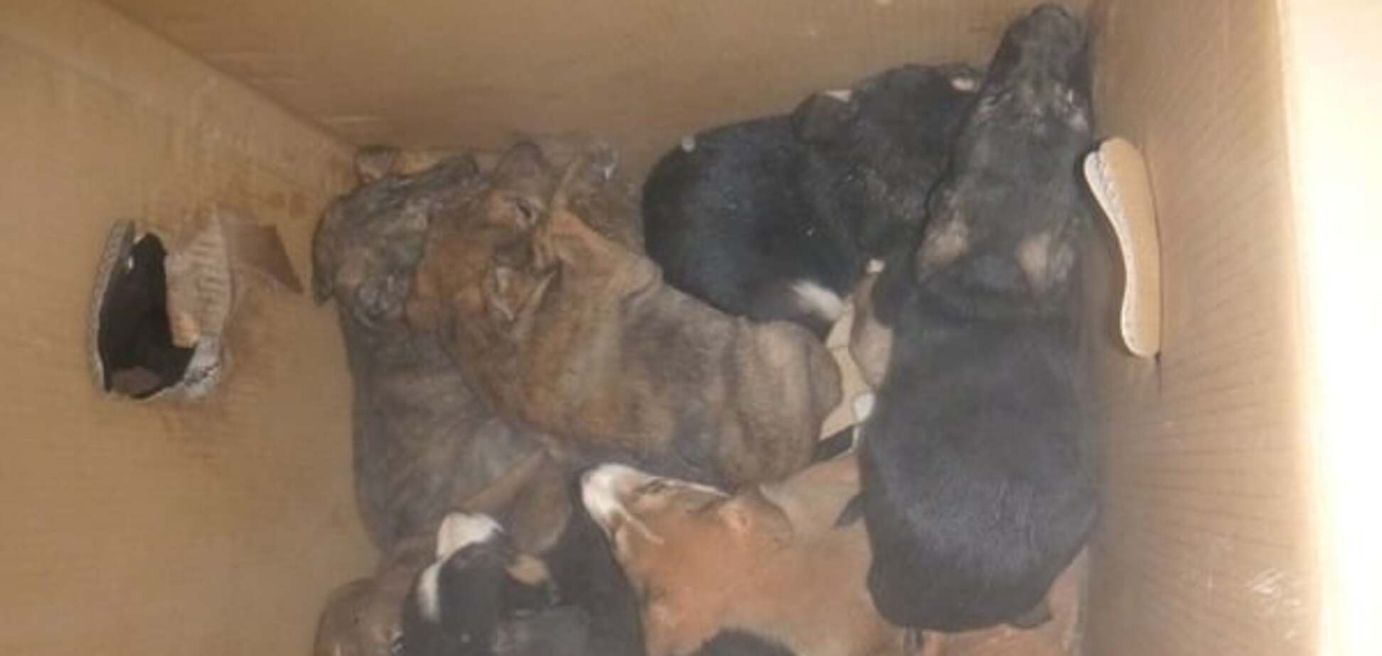 Киевские спасатели вытянули 12 щенков из смертельной ловушки
