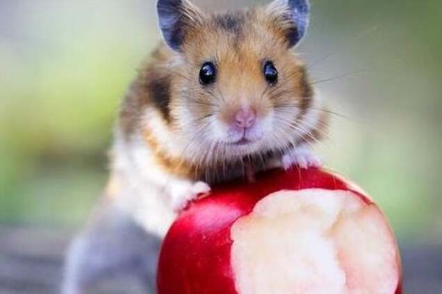 Правильное питание для любимого пушистика: чем кормить хомяка