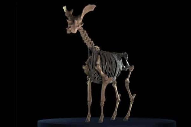 Ученые определили самое большое безобидное животное в мире