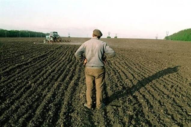 Агрохолдинги Росії із зернових і картоплі перейдуть на коноплю: лист бізнесу владі