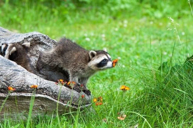 Как животные нюхают цветы: невероятно милые фото