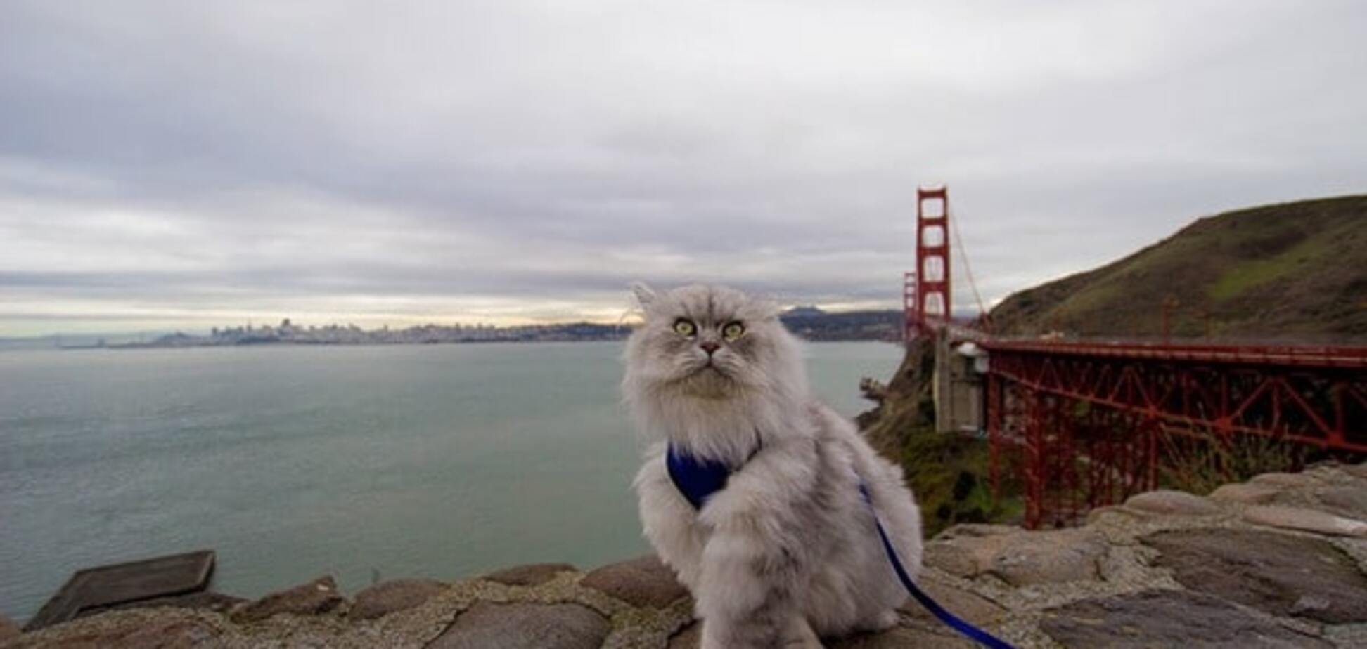 Кот-путешественник стал звездой Instagram: удивительные фото