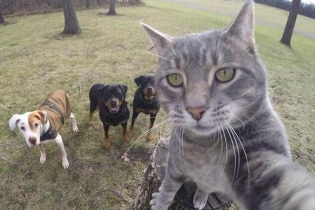 Кот Мэнни, делающий селфи лучше людей, стал звездой сети