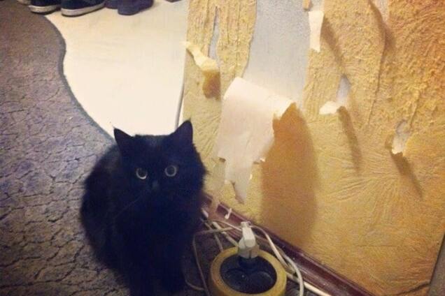 Тоже суровая: российский оппозиционер ответил Кадырову кошкой