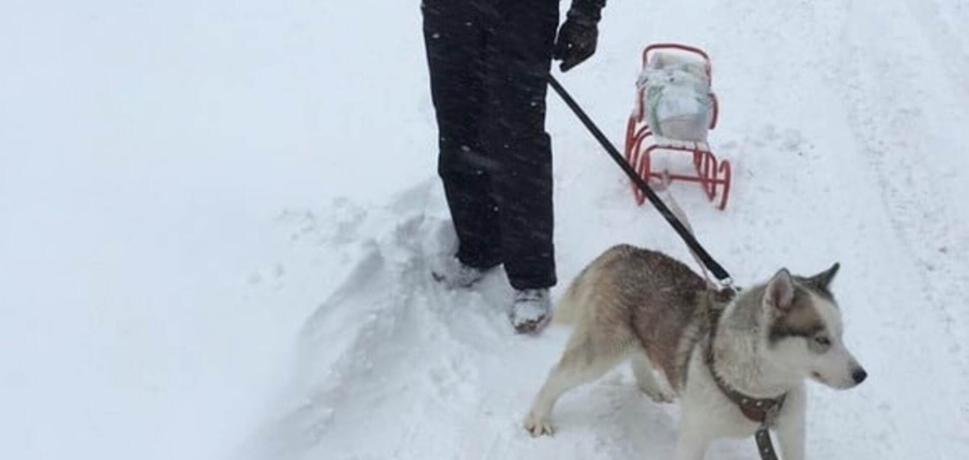 Одесити через снігопад почали їздити на собаках: опубліковані фото