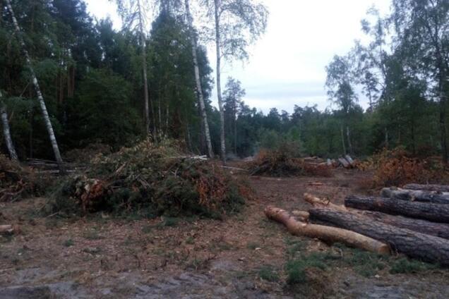Украина на грани экологической катастрофы: леса могут вырубить уже через 10 лет