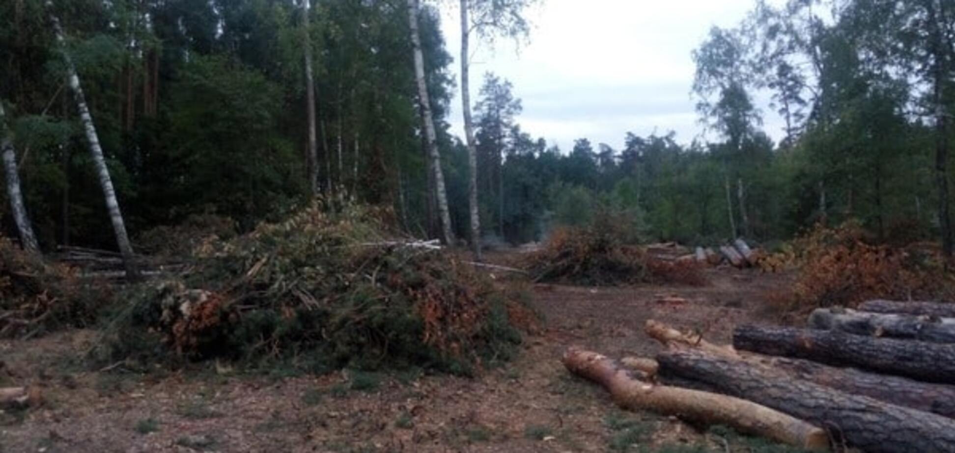 Україна на межі екологічної катастрофи: ліси можуть вирубати вже через 10 років