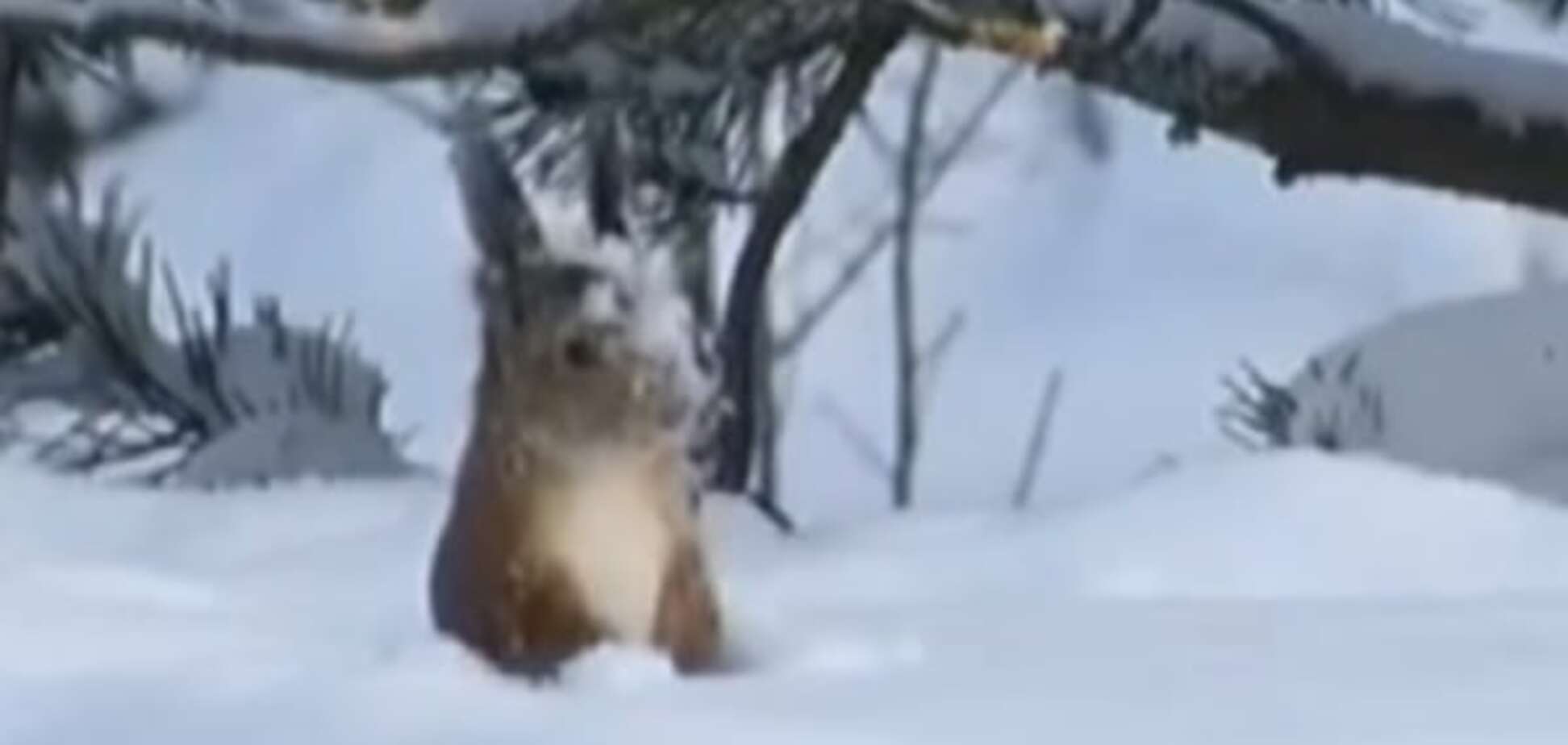 Естонська білка-дайвінгістка стала зіркою інтернету: опубліковано відео