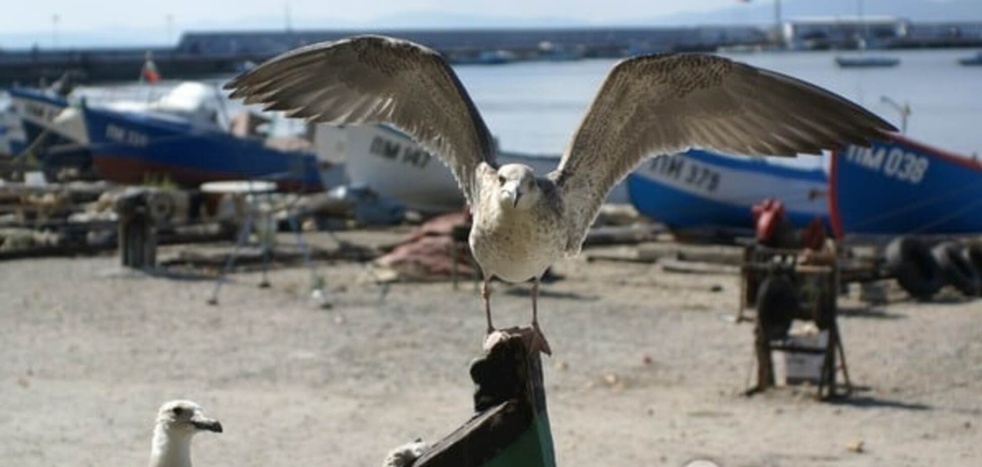 Исповедь эмигранта: как живется украинке в неспешной Болгарии