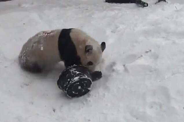Забавная панда с тазиком стала звездой интернета: опубликовано видео