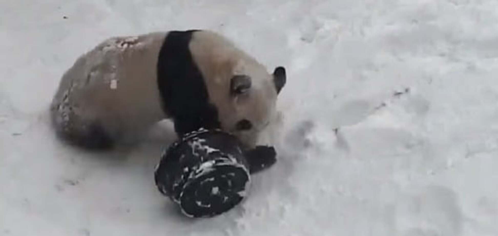 Забавная панда с тазиком стала звездой интернета: опубликовано видео