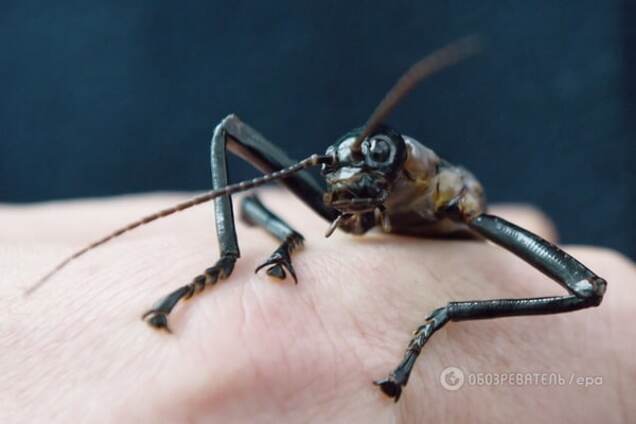 Ученые подсчитали, сколько насекомых живет в каждом доме