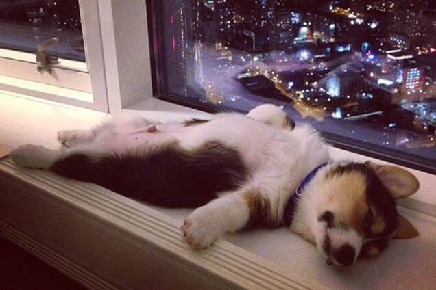 Очаровательные животные, которые доказали, что спать можно где угодно