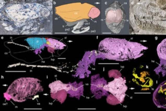 Ученые выяснили, как выглядели древние морские чудовища: фотофакт