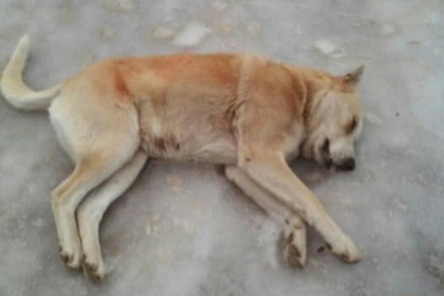 Такое не каждый день увидишь: в Горловке на глазах у детей отстреливали собак. Опубликованы фото