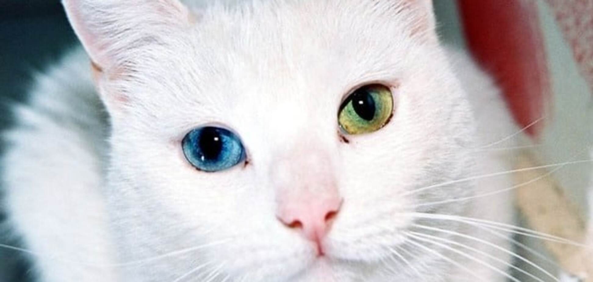 Необычные кошки: Потрясающие кошки с разноцветными глазами - кот, котики,  фото, глаза, гетерохромия | Обозреватель | OBOZ.UA