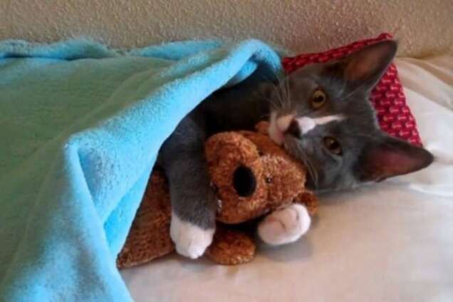 День объятий: трогательные фото любвеобильных животных