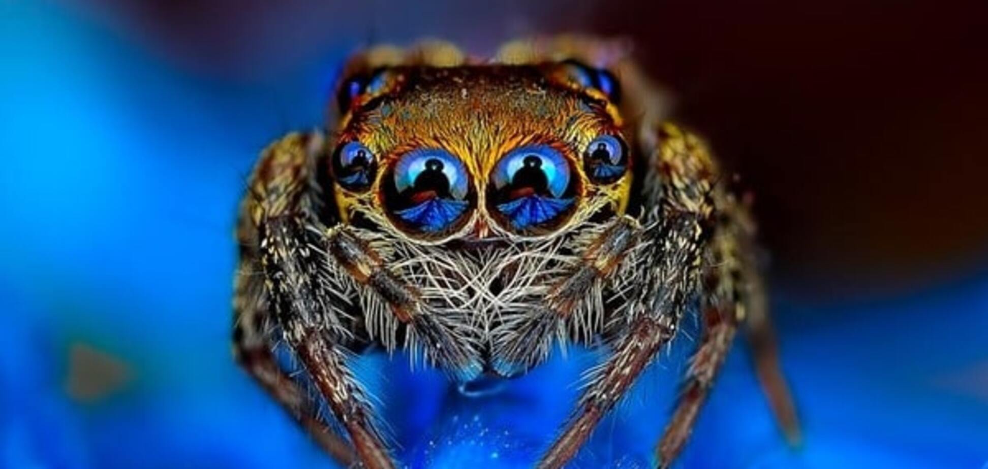 Глаза в глаза: потрясающие макро-фотографии пауков