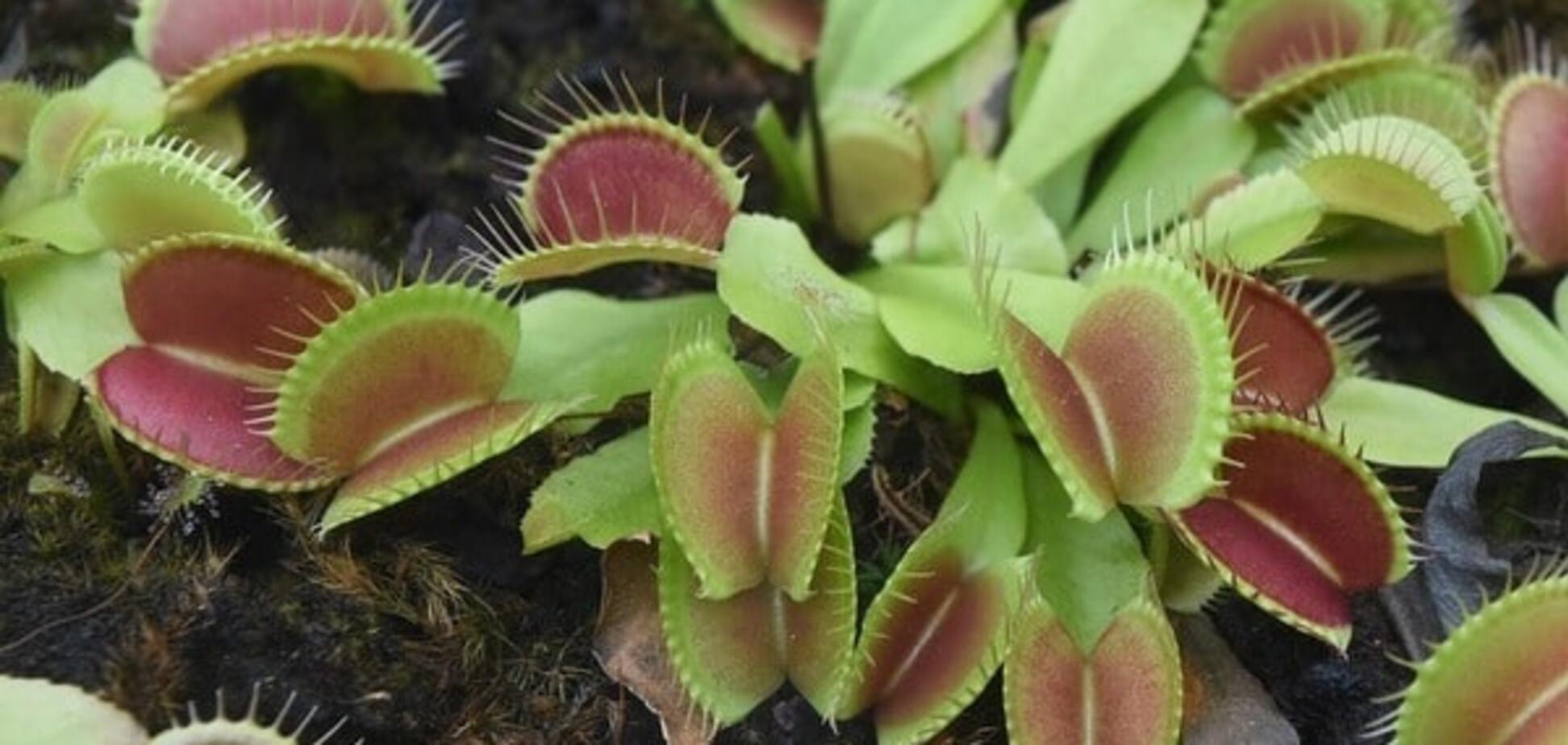Биологи нашли хищное растение, у которого есть интеллект