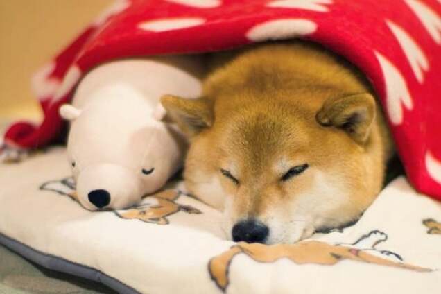 Сеть покорил смешной пес Мару, который спит, как его плюшевый мишка