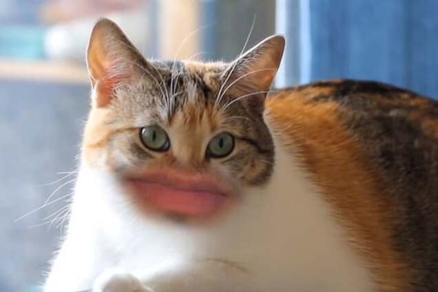 Коты с человеческими ртами набрали более 13 млн просмотров в сети