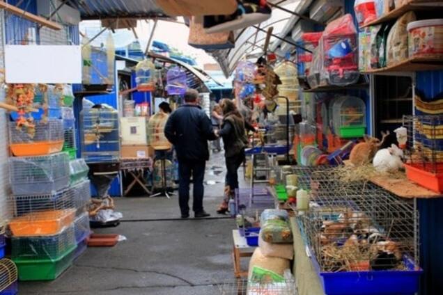 Жахи 'пташиного ринку': волонтери розкрили правду про 'пухнастий' бізнес