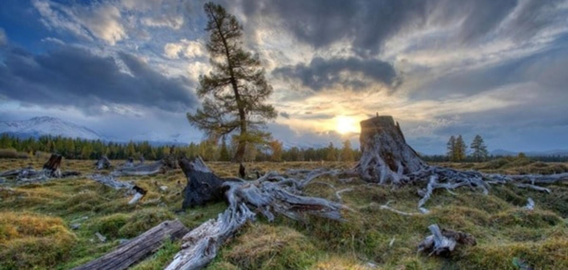 Тайны Чернобыльского леса: что обнаружили ученые в Зоне отчуждения