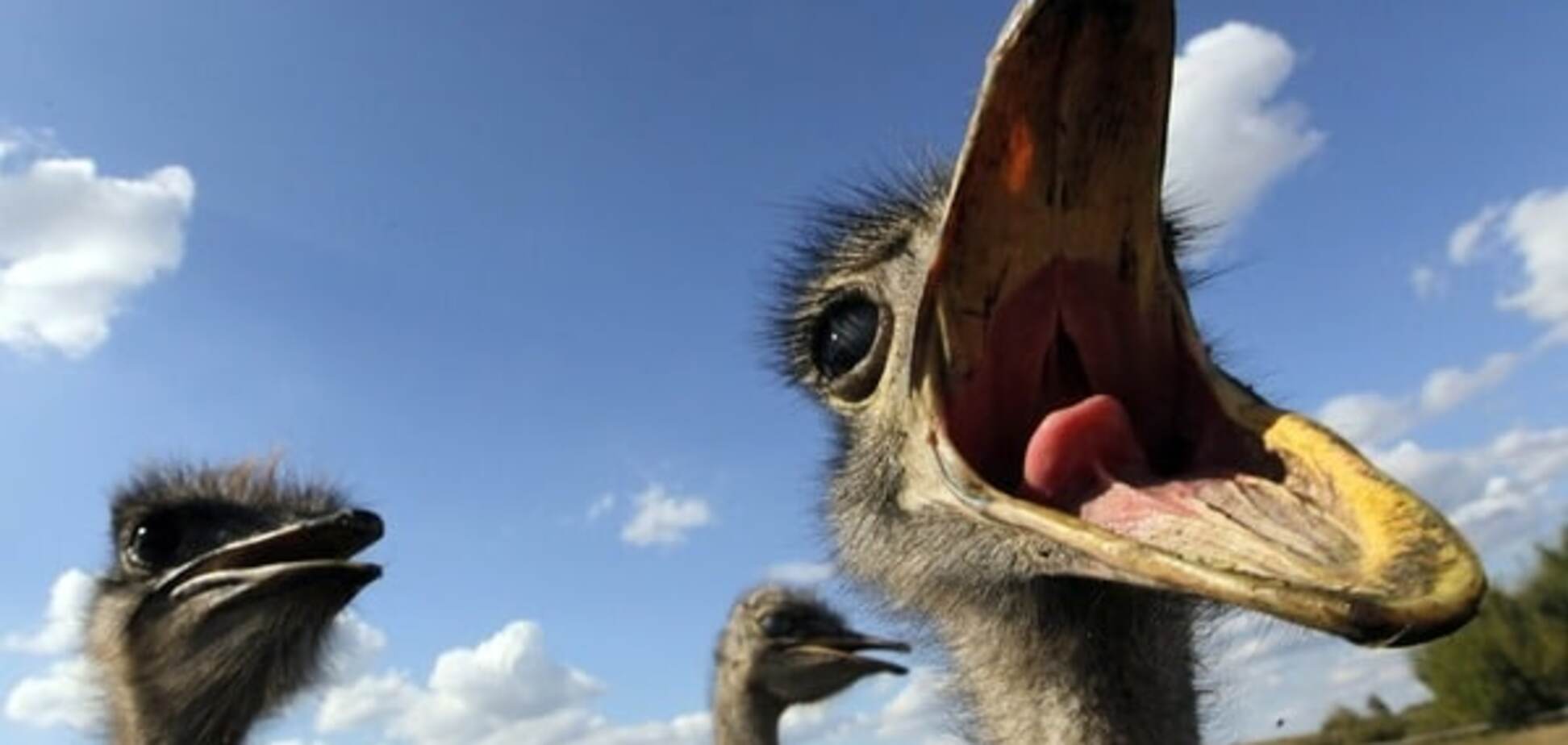 Премия Страуса: Путин как Ленин, женщины Донбасса и невыносимая легкость корейского алкоголя