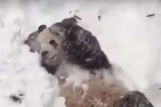 Панда пришла в восторг от снежной бури в США: видеофакт