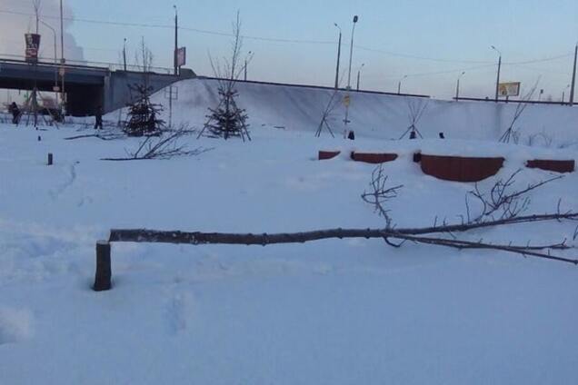 В Киеве вандалы поиздевались над молодыми кленами: фотофакт