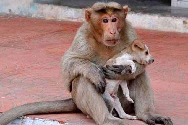 Настоящая мама: сеть растрогали фото обезьяны, усыновившей щенка