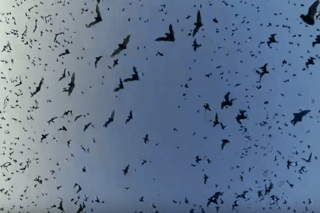 Двох туристів у США накрило 'торнадо' з кажанів: відеофакт