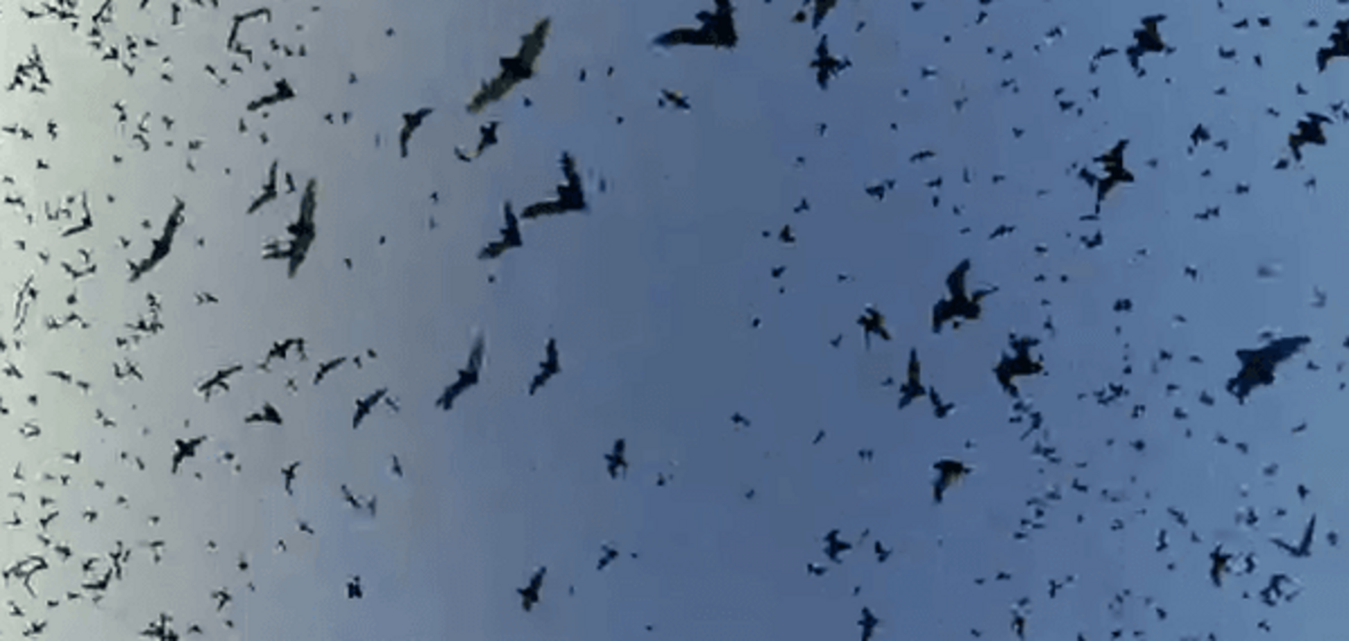 Двух туристов в США накрыло 'торнадо' из летучих мышей: видеофакт