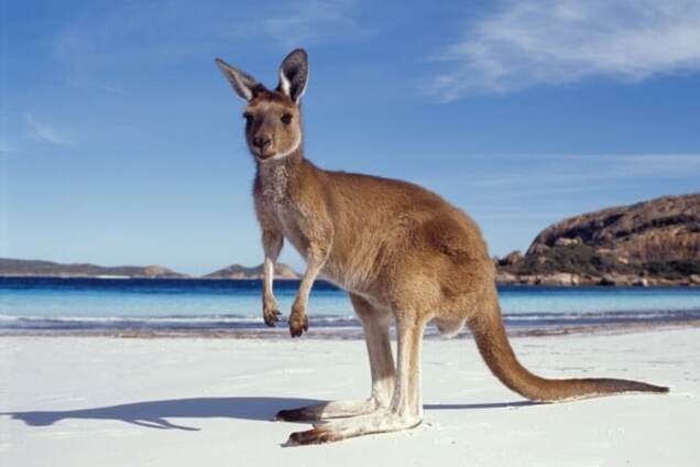 Зеленый континент: 20 удивительных фактов об Австралии