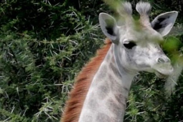В Африке нашли уникального белого жирафа: фотофакт