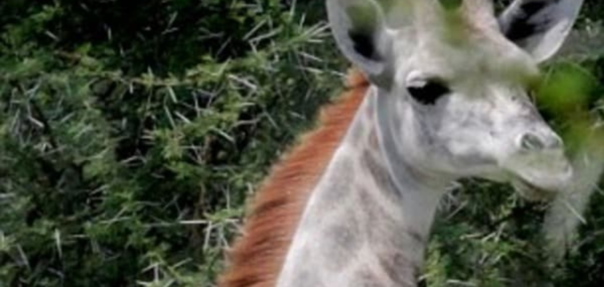 В Африці знайшли унікального білого жирафа: фотофакт
