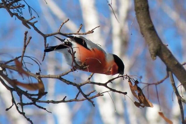 В Межигорье Януковича заметили редкостных птиц: фотофакт