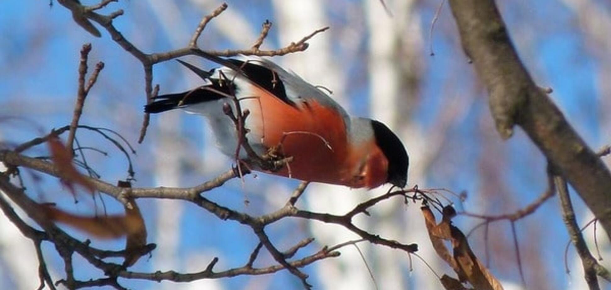 В Межигорье Януковича заметили редкостных птиц: фотофакт