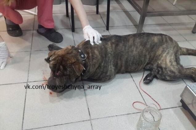 В Киеве автобус сбил собаку-потеряшку: разыскивается хозяин