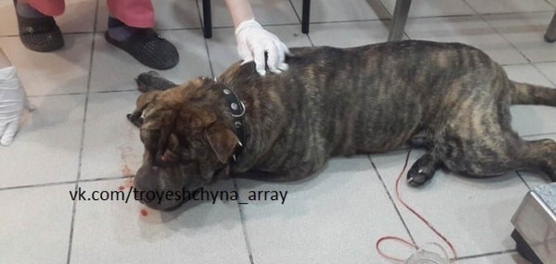 В Киеве автобус сбил собаку-потеряшку: разыскивается хозяин