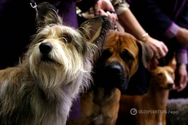 Ученые выяснили, кто из хищных животных самый умный